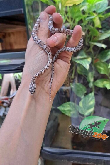 Magazoo Baby Corn snake Cinder male