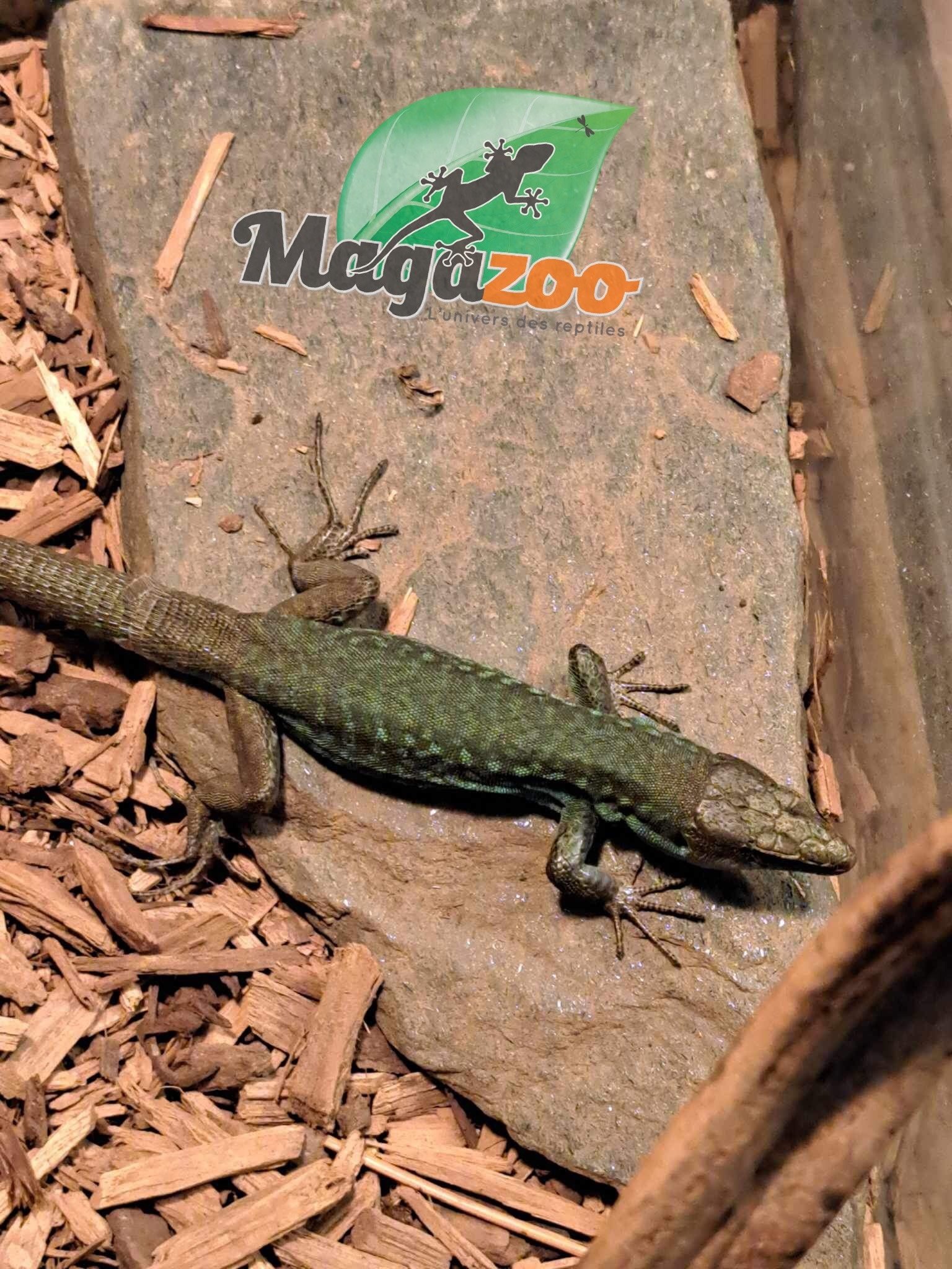 Magazoo Male Italian wall lizard CB 2022