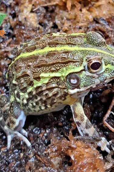 Magazoo Baby Giant bullfrog #2