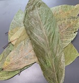 La Swamp LA SWAMP LEAF-COC-1.0 Feuilles de Cocoa (1.0z) env. 10 feuilles