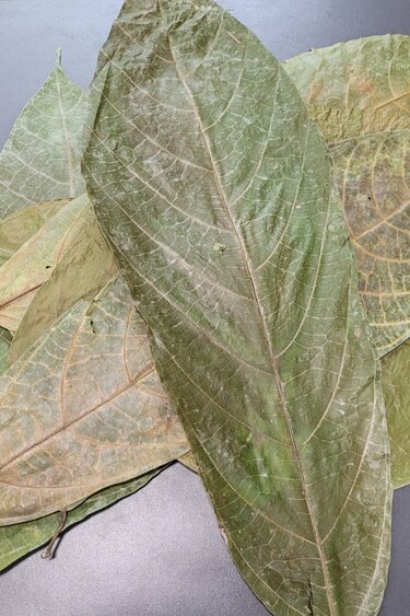 La Swamp Feuilles de Cocoa /Cococa Leaf (1.0z) env. 10 feuilles