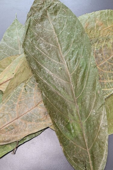 La Swamp LA SWAMP LEAF-COC-1.0 Feuilles de Cocoa (1.0z) env. 10 feuilles