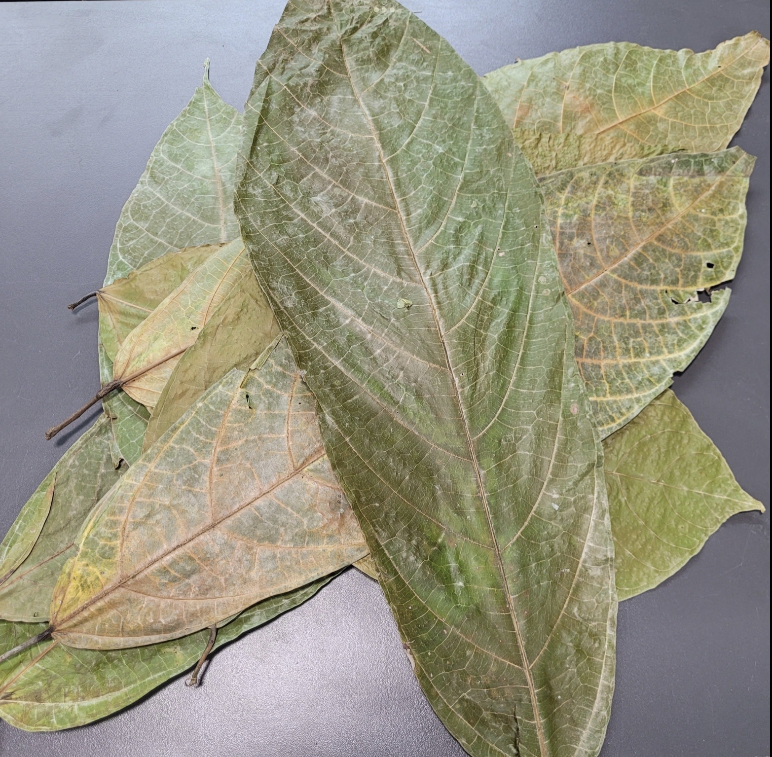 La Swamp Feuilles de Cocoa /Cococa Leaf (1.0z) env. 10 feuilles