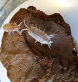 La Swamp Cloporte - Isopods ISO-PRU-CRM-15 P. Pruinosus Creamsicle 15+
