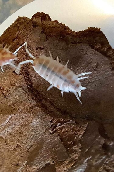 La Swamp Cloporte - Isopods ISO-PRU-CRM-15 P. Pruinosus Creamsicle 15+