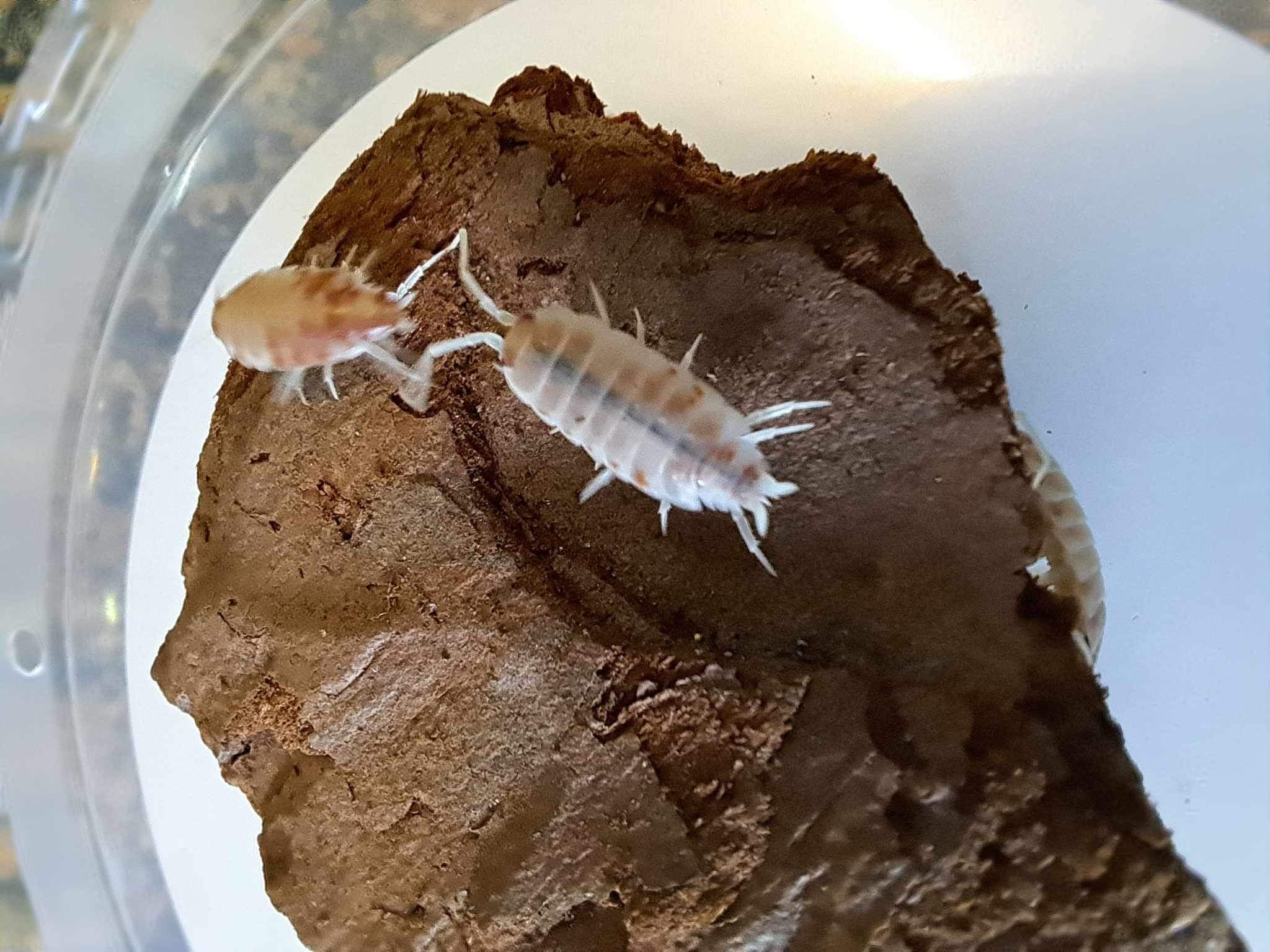 La Swamp Cloporte - Isopods ISO-PRU-CRM-15 P. Pruinosus Creamsicle 15+