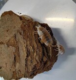 La Swamp Cloporte - Isopods ISO-PRU-CRM-15 P. Pruinosus Creamsicle 15+