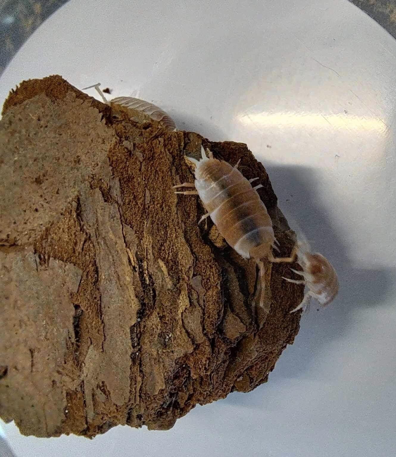 La Swamp Cloporte - Isopods ISO-PRU-CRM-15 P. Pruinosus Creamsicle 15+