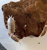 La Swamp Cloporte - Isopods ISO-PRU-CRM-15 P. Pruinosus Creamsicle 15+