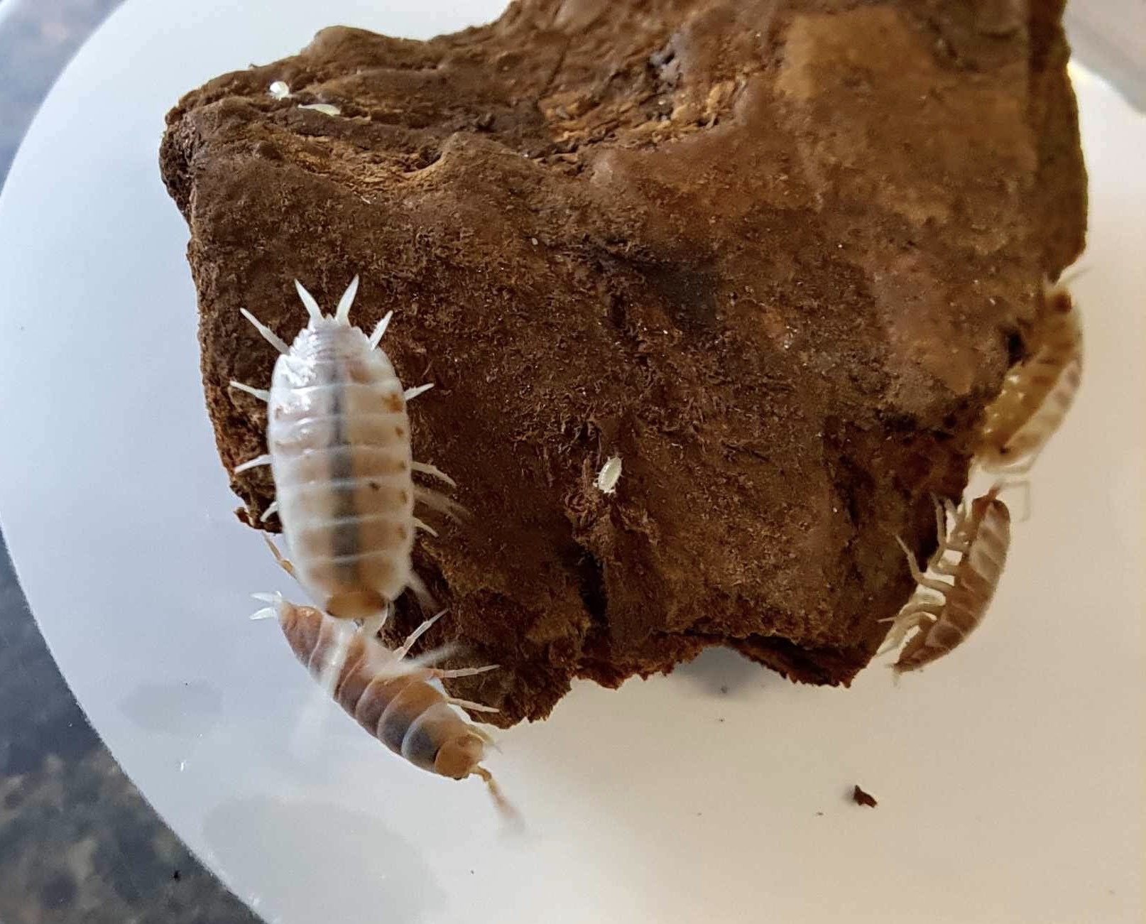 La Swamp Cloporte - Isopods ISO-PRU-CRM-15 P. Pruinosus Creamsicle 15+