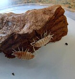 La Swamp Cloporte - Isopods ISO-PRU-CRM-15 P. Pruinosus Creamsicle 15+
