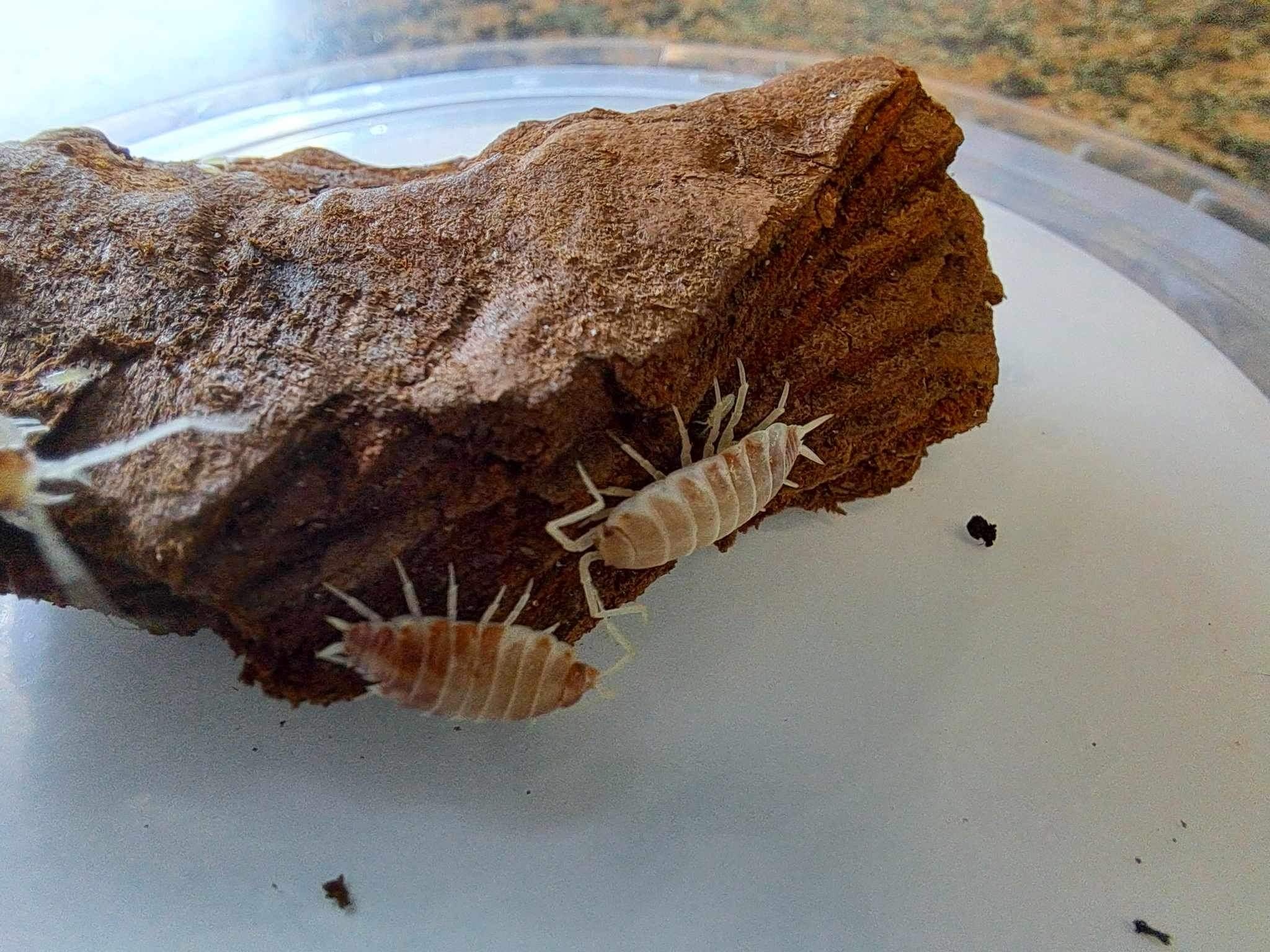 La Swamp Woodhouse culture-Isopods   P. Pruinosus Creamsicle 15+