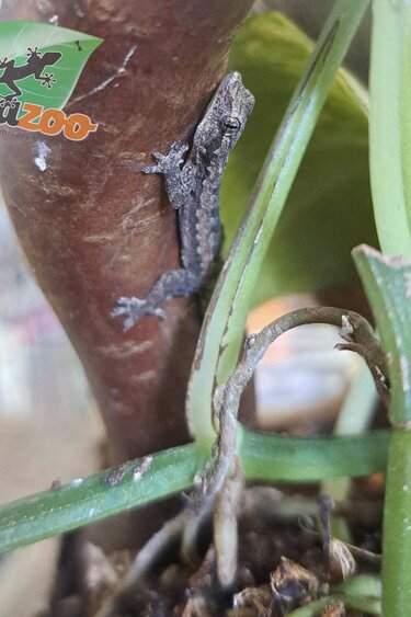 Magazoo House Gecko (baby CB)