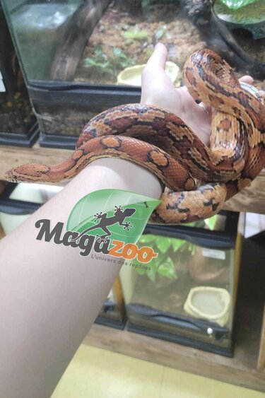 Magazoo Serpent des blés Okeetee Mâle 2 ans  / Adoption 2ième chance