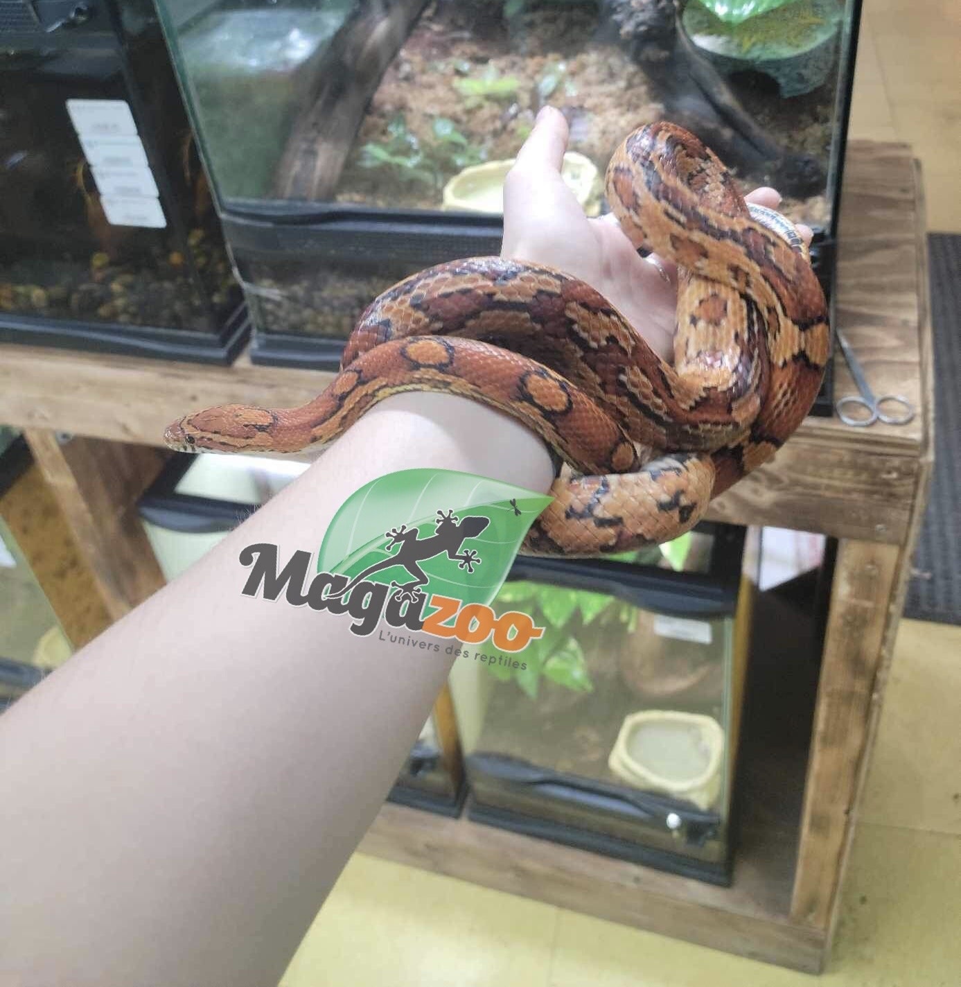 Grillage - Magazoo, l'Univers des Reptiles