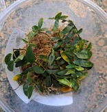 La Swamp Ficus Panama Plant