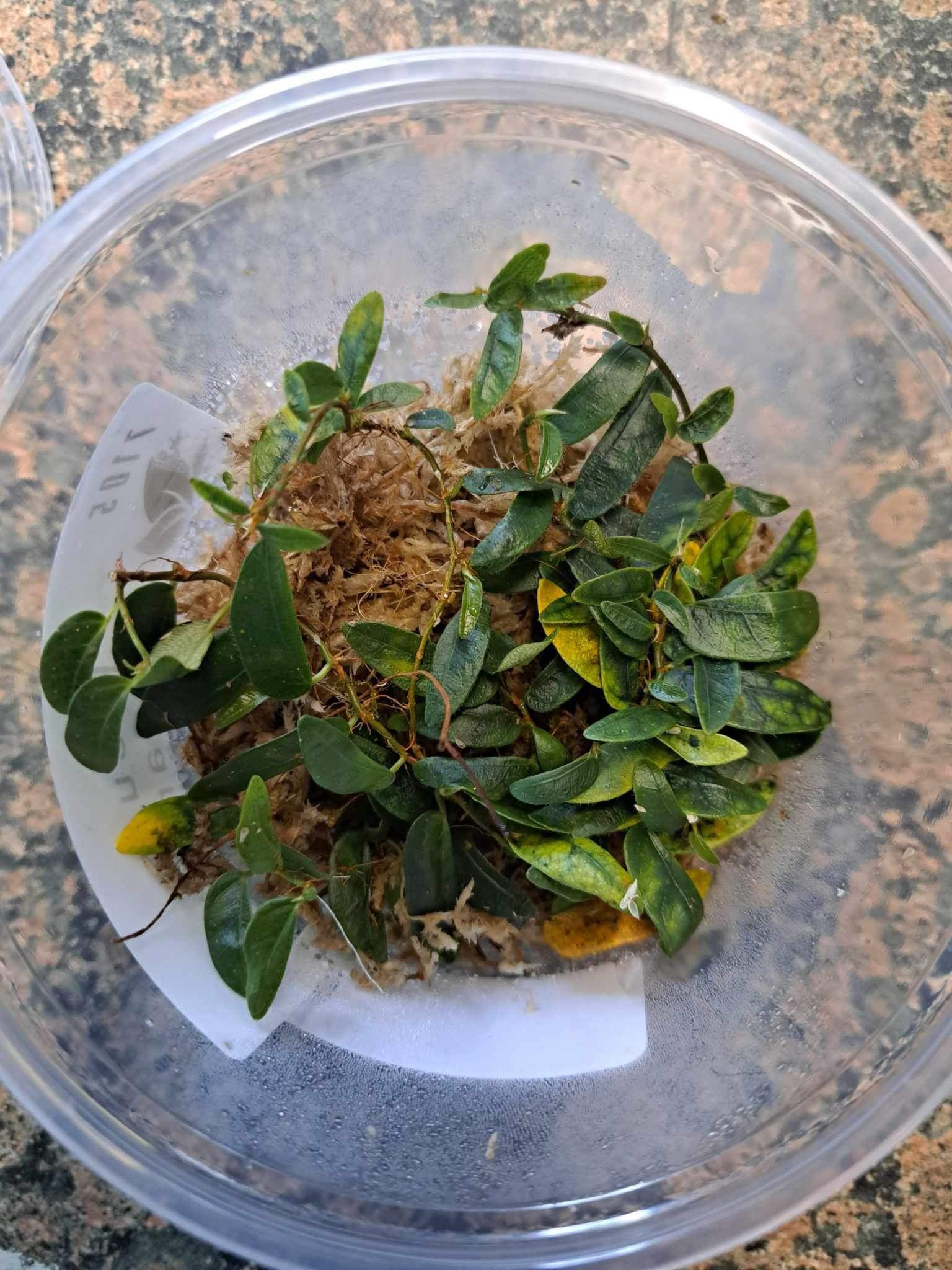 La Swamp Plante Ficus Panama