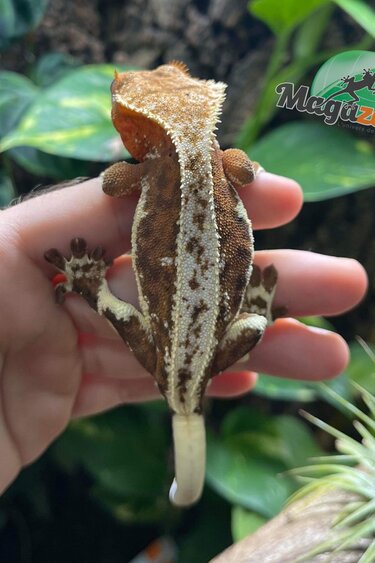Magazoo Crested gecko Lily White