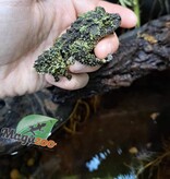 Magazoo Mossy frog Male