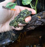 Magazoo Mossy frog Male