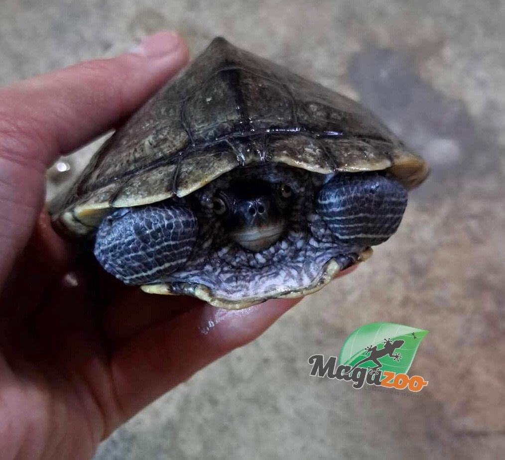 Mississippi Map Turtle 4 Diameter 2nd Chance Adoption Magazoo   Magazoo Mississippi Map Turtle 4 Diameter 2nd Chan 