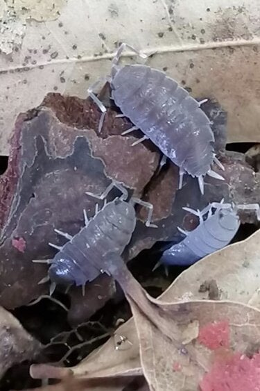 Magazoo Isopod culture Porcellionides pruinosus 'Powder Blue' 25 pack