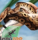 Magazoo Ball python black pastel Clown Male