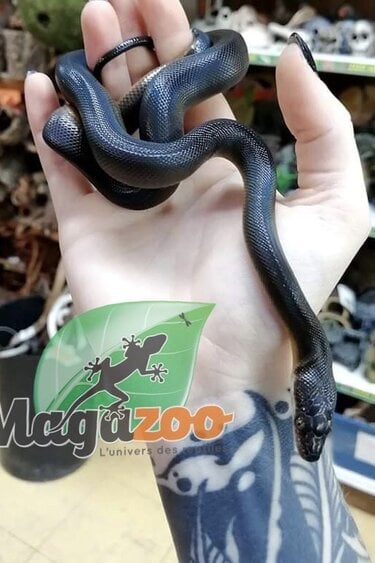Magazoo Australian water python male born in captivity on December 12, 2021
