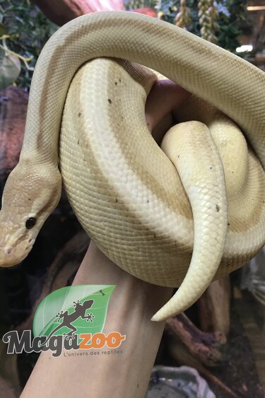 Magazoo Python royal Banana Genetic Stripe Het Enhancer Mâle