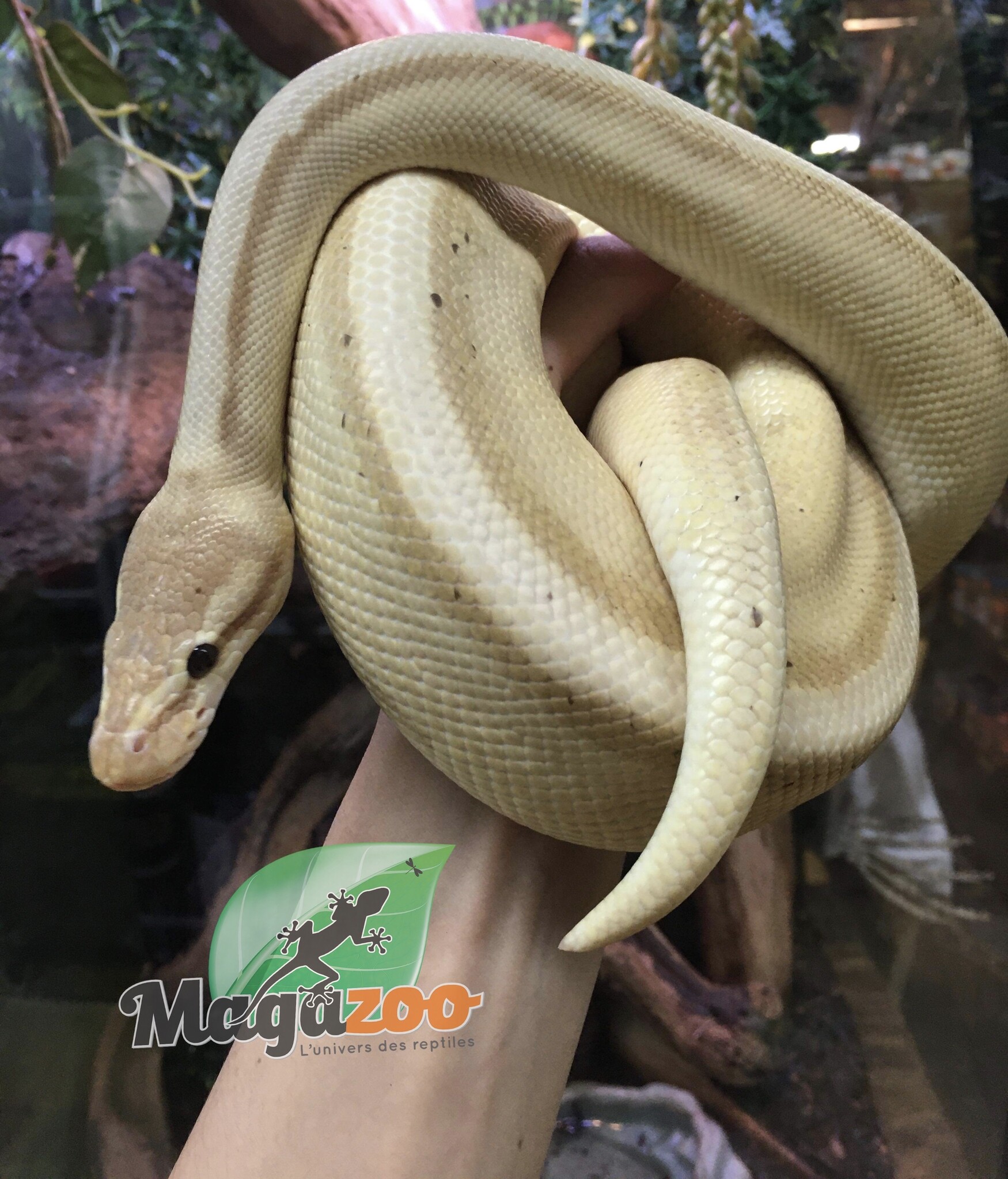 Magazoo Python royal Banana Genetic Stripe Het Enhancer Mâle