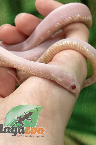 Magazoo Corn snake  Scaleless Snow  Female