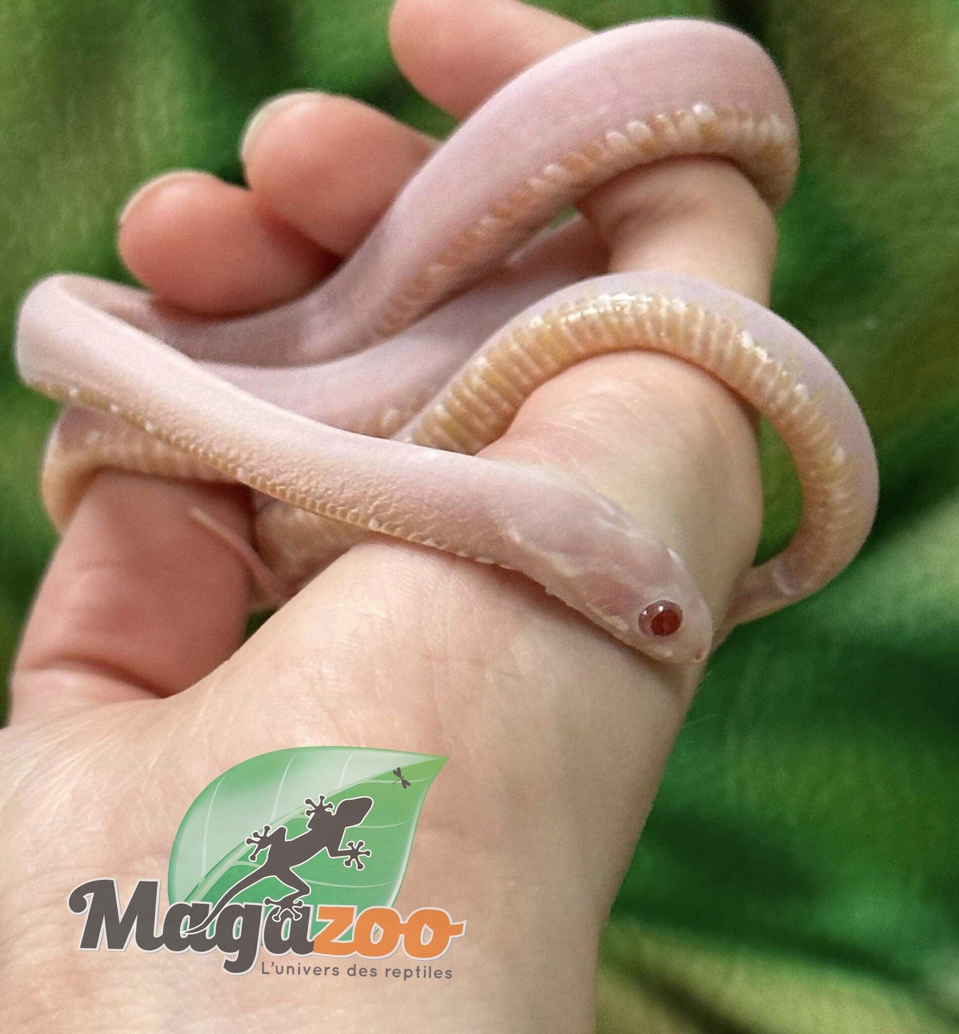 Magazoo Serpent des blés Scaleless Snow  Femelle