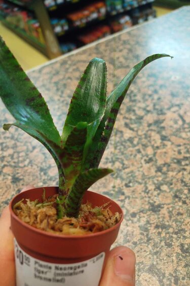 Magazoo Plante Neoregelia ''Little tiger'' (miniature bromeliad)