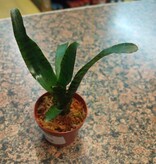 Magazoo Neoregelia ''Little tiger'' (miniature bromeliad) Plant