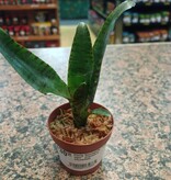 Magazoo Neoregelia ''Little tiger'' (miniature bromeliad) Plant