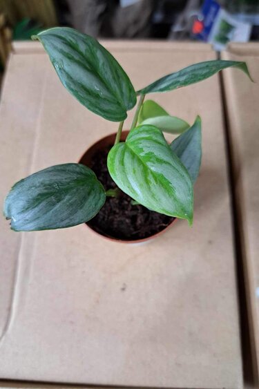 Magazoo Plante Philodendron Sodiroi