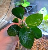 Magazoo Anubia Barteri Plant