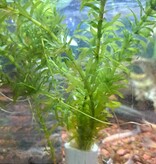 Magazoo Plante Egeria densa