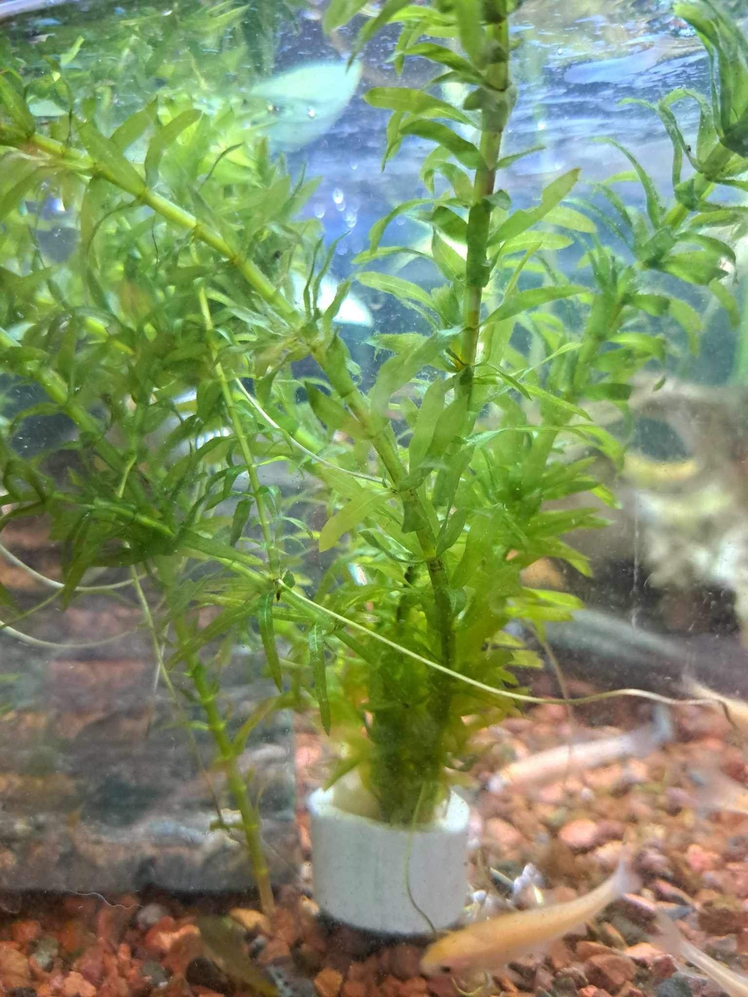 Magazoo Plante Egeria densa