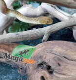 Magazoo Female Madagascar cat-eyed snake