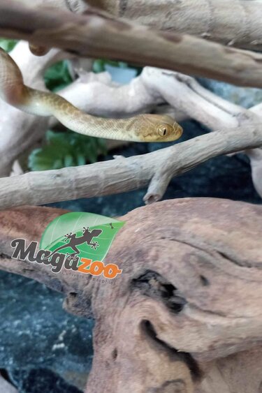 Magazoo Serpent aux yeux de chats de Madagascar Femelle