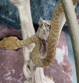 Magazoo Female Madagascar cat-eyed snake
