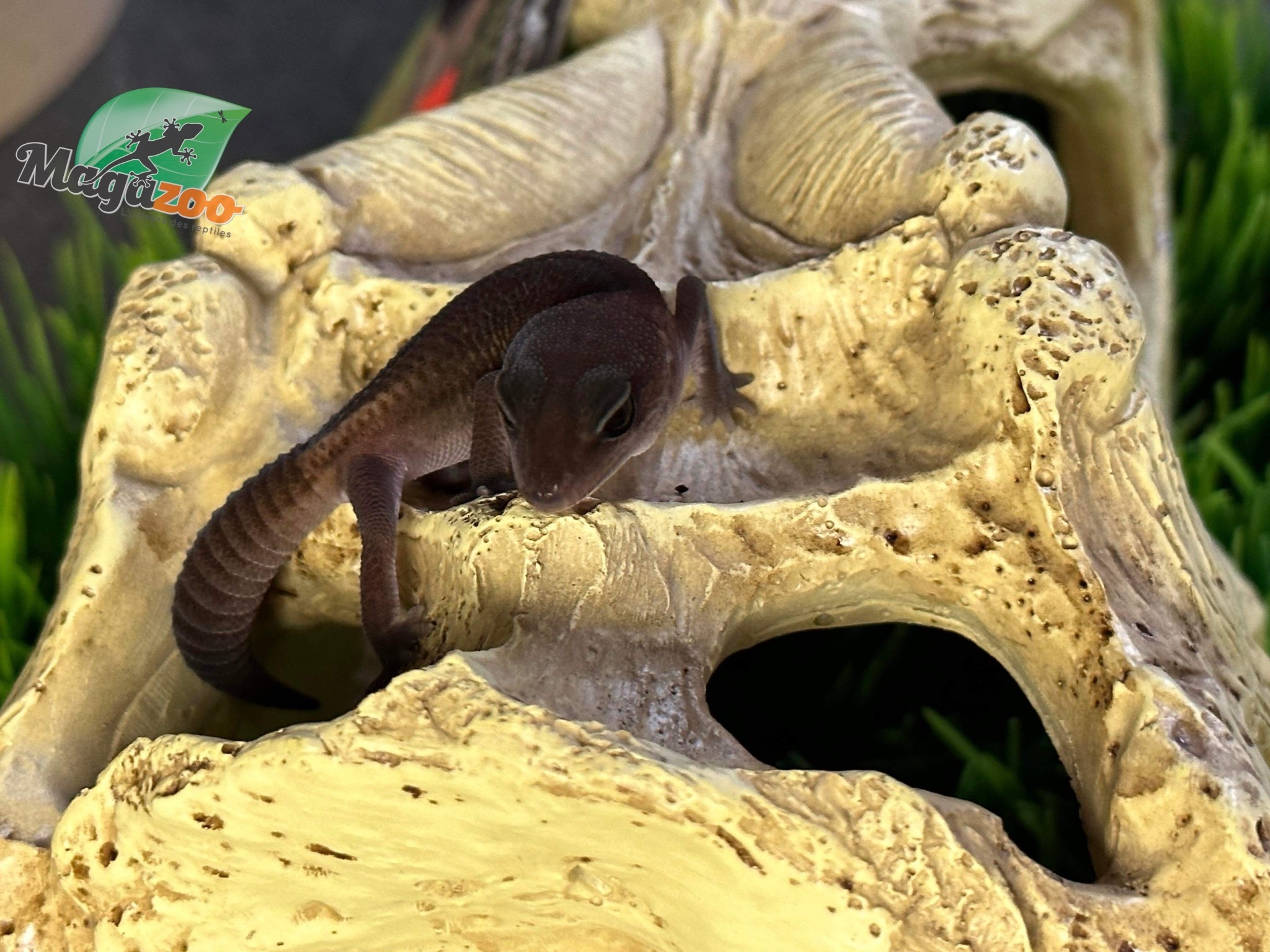 Magazoo Patternless Fat-tailed Gecko