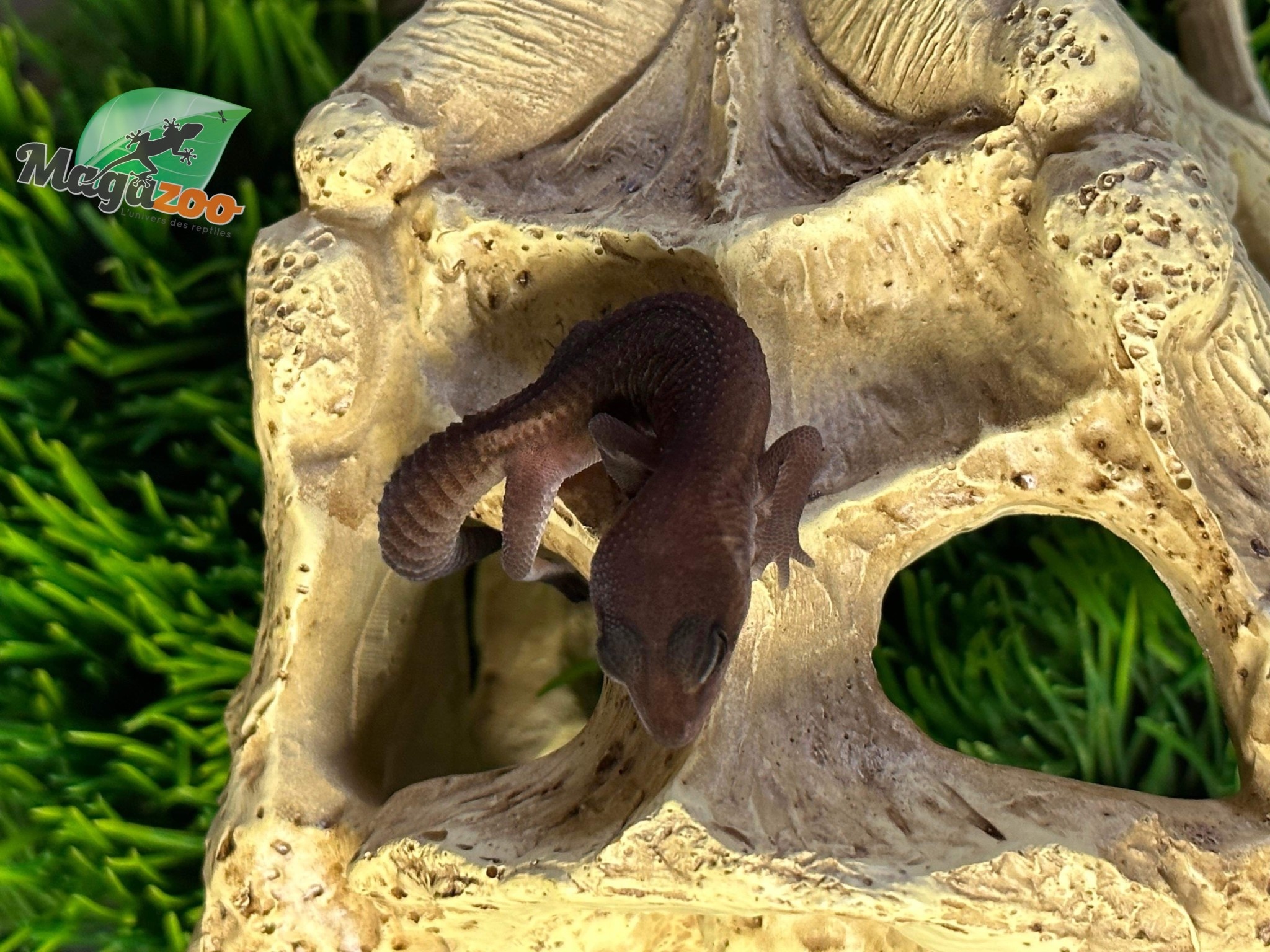 Magazoo Gecko à queue grasse Patternless (fat tail)