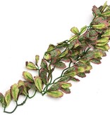 ReptiZoo REPTIZOO Plante suspendu du var marginatum