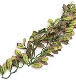 ReptiZoo REPTIZOO Plante suspendu du var marginatum