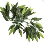 ReptiZoo Heternanthera zosterifolia suspendue