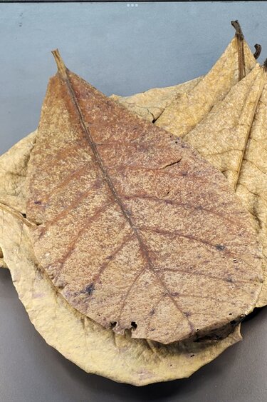 La Swamp Catappa Leaves