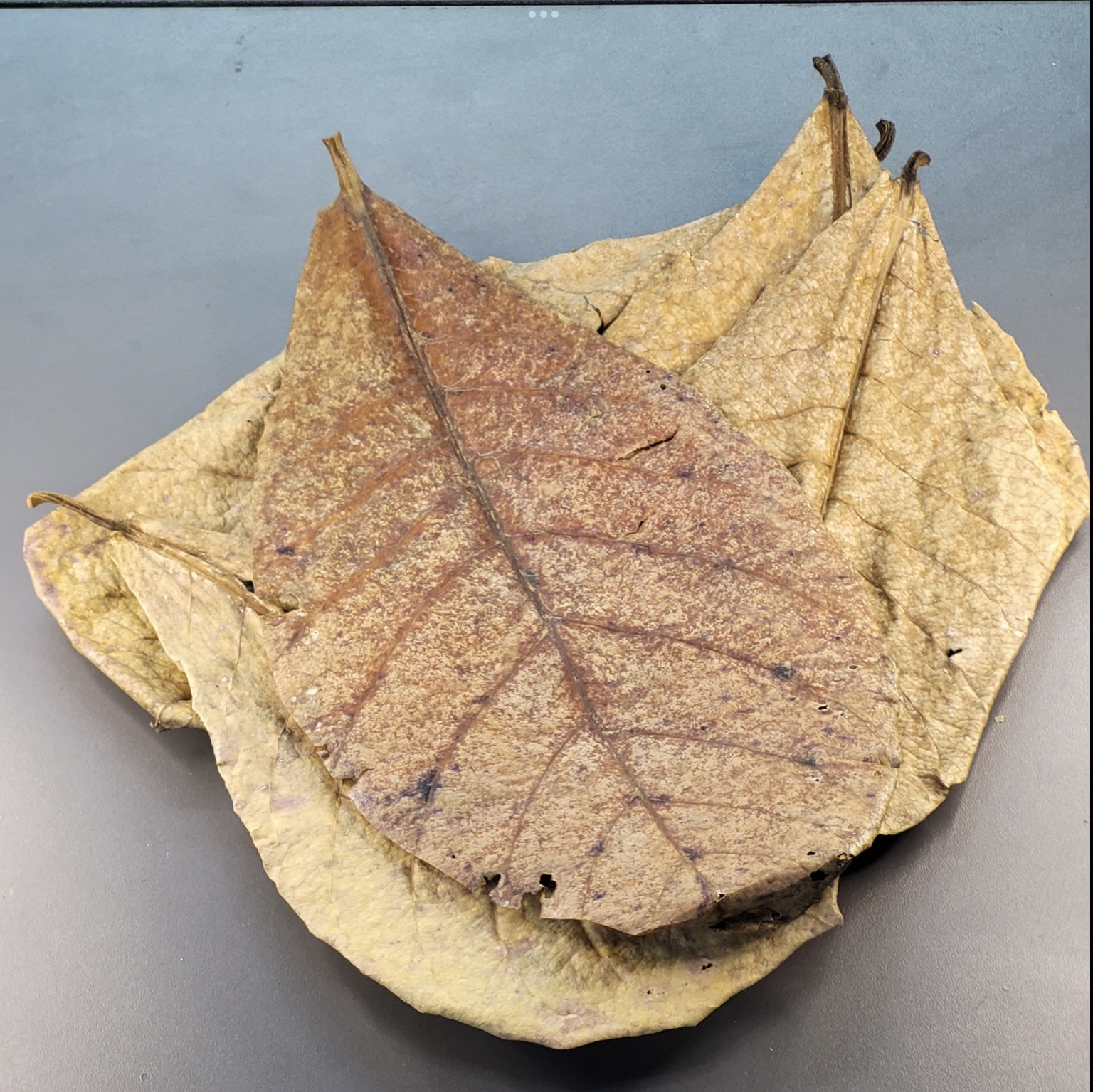 La Swamp LA SWAMP Feuilles de Catappa