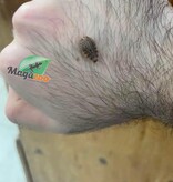 Magazoo Live discoid cockroaches